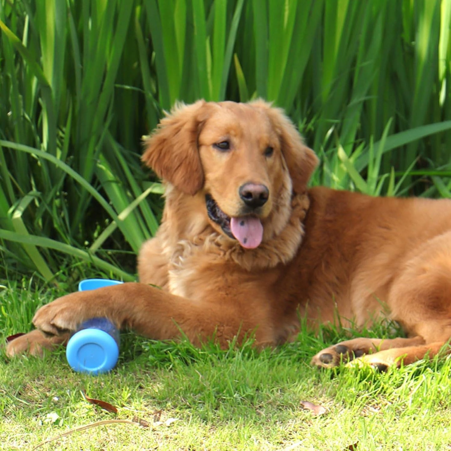 COMEDERO AZUL PARA MASCOTAS PORTATIL